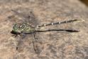 Austrogomphus guerini (Yellow-striped Hunter) male-3.jpg